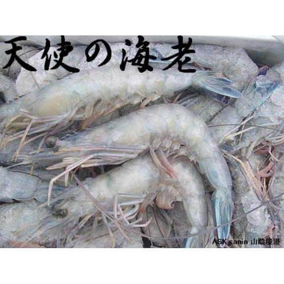 天使の海老1kg(30～40尾)　えび　エビ　エンジェル　えんじぇる　ニューカレドニア　02