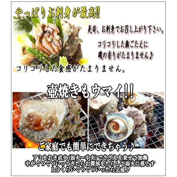 活さざえ10kg詰め(大小混合)　サザエ　栄螺　かい　貝　カイ　05