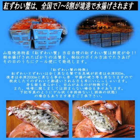 （着日指定不可、入荷次第発送）浜茹で紅ずわい蟹、無選別5kg　べにずわい　ベニズワイ　かに　カニ　06