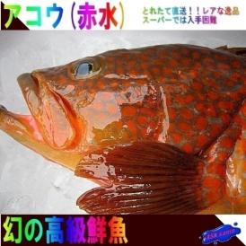 アコウ（赤水）1kg　きじはた　キジハタ　あかみず　アカミズ　あこう　