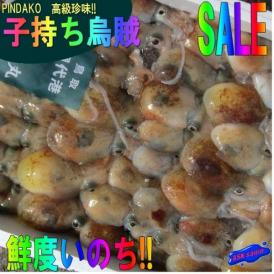 ピンダコ3kg(冷凍)　みみいか　ミミイカ　烏賊　