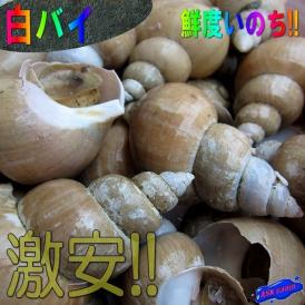 白バイ3kg詰め(冷凍)　かい　貝　カイ　ばい　