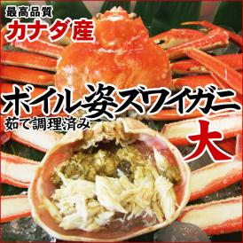 送料無料(ボイル姿ズワイガニ)大サイズ 2枚セット（500-600ｇ程度が2枚入）[冷凍]お歳暮　ギフト