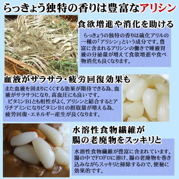【送料無料】砂丘らっきょう【キムチ漬け】1ｋｇ［らっきょう漬け同士は同梱可能］【鳥取県福部町産ラッキョウ】04