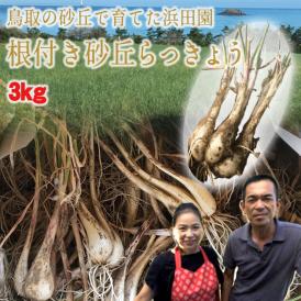 【早期予約ポイント5倍】鳥取県福部産『浜田園さんの根付き砂丘らっきょう』【3ｋｇ】（サイズ混じり）砂付き[常温]【6月中旬以降ご予約順発送予定】