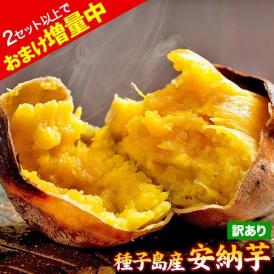 さつまいも 種子島産 訳あり 安納芋 焼き芋 1.5kg 送料無料 さつま芋 スイーツ サツマイモ 《1-5営業日以内に出荷予定（土日祝日除く）》
