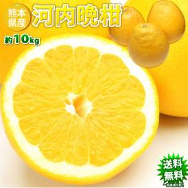 ほどよい酸味で苦みの少ない、まるで和製グレープフルーツです！