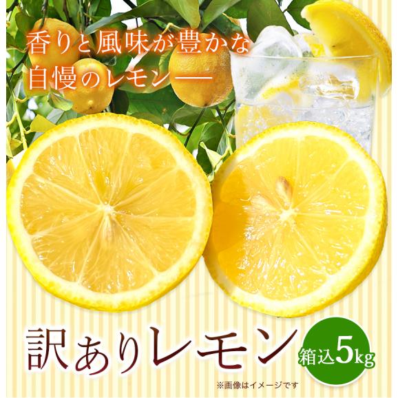 訳あり レモン 箱込5kg 熊本県産 送料無料 れもん 檸檬 ご自宅用 国産02