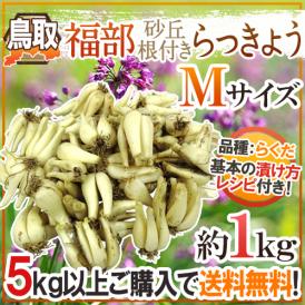 本場、鳥取県・福部産！シャキシャキの根付きらっきょう♪