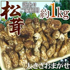 シャキシャキ歯ごたえのおいしい松茸が衝撃の価格で登場！