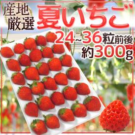 ”夏いちご” 24～36粒前後 約300g 産地厳選【予約 6月下旬以降】