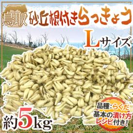 土らっきょう ”鳥取産 砂丘らっきょう” 秀品 Lサイズ 約5kg【予約 5月末以降】 送料無料