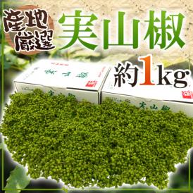 ”実さんしょ”（生山椒） 約1kg 山椒【予約 5月中旬以降】