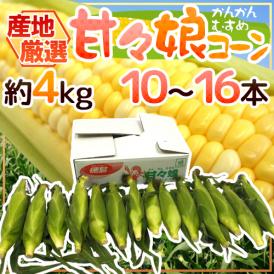 ”甘々娘（かんかんむすめ）コーン” 10～16本 約4kg 産地厳選 フルーツコーン【予約 5月下旬以降】