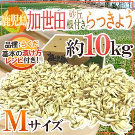 こだわりの産地！鹿児島・加世田産の根付きらっきょう♪