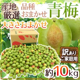 ”青梅” 訳あり 約10kg 産地厳選 品種おまかせ 大きさおまかせ【予約 5月末以降】 送料無料