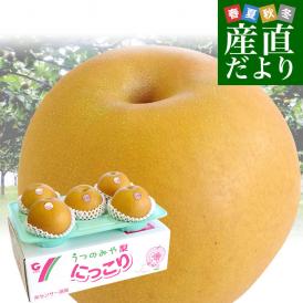 農家さんの理想の梨！栃木県宇都宮市の巨大梨