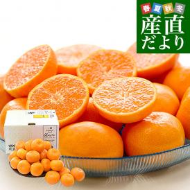 夏の味覚をお届け！小玉で濃厚な高級ハウスみかんを大奉仕！