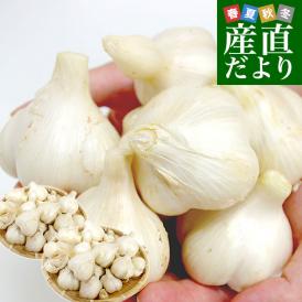 大地を突き破るパワー！じっくり育てたこだわりの完熟にんにく！