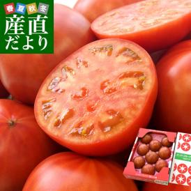 茨城県より産地直送 NKKアグリドリーム スーパーフルーツトマト 9度＋ A品 約1キロ（8玉から16玉）  送料無料 高糖度トマト NKKトマト