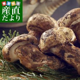 国産松茸（開き）400g前後（1本から3本前後）送料無料 クール便 まつたけ マツタケ 市場発送