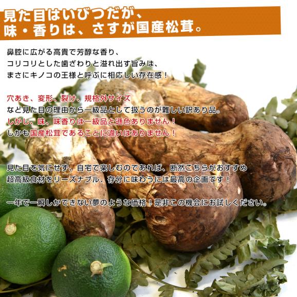 国産松茸（ご家庭用・訳あり品）身の割れ、欠け、規格外含む 約180g以上（2本から10本） 送料無料 クール便 まつたけ マツタケ 市場発送04