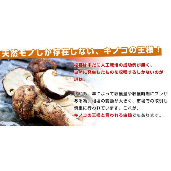 国産松茸（ご家庭用・訳あり品）身の割れ、欠け、規格外含む 約180g以上（2本から10本） 送料無料 クール便 まつたけ マツタケ 市場発送06