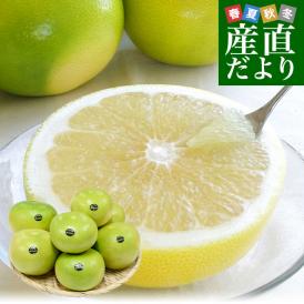 カリフォルニア産　メロゴールド　レギュラーサイズ　約4キロ（8玉） 送料無料 グレープフルーツ　柑橘 市場発送