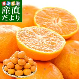 ゆら早生の枝変わり！糖度13度以上を厳選した数量限定「甘柑」！