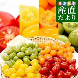 全部が極甘！弾けるジューシー感！まるでフルーツなミニトマト！