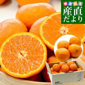 濃厚な甘みと旨み！収穫に1年以上の月日を費やす極上みかん！