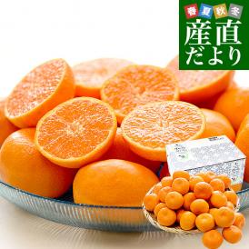 夏の味覚をお届け！小玉で濃厚な高級ハウスみかんを大奉仕！