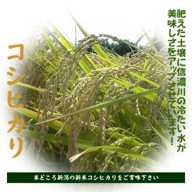 産地直送！米どころ新潟の新米コシヒカリをご賞味下さい。