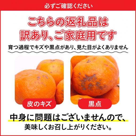 ZH6202_＜4月発送＞家庭用カラマンダリン2kg+60g（傷み補償分）（なつみ）（希少な春柑橘）（訳あり）05