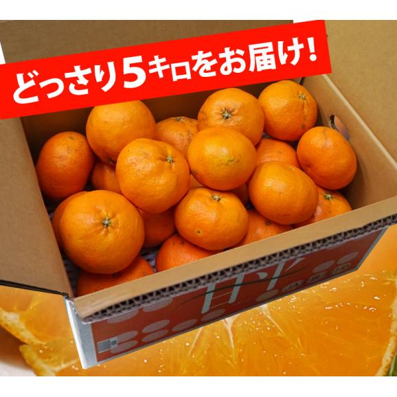 訳あり 甘平 （かんぺい） 愛媛県産 風袋込 約5kg (15～30玉程度) サイズ未指定 ※常温 送料無料06