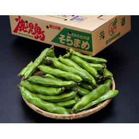 そらまめ　千葉・茨城県産ほか M〜Lサイズ 約2kg 簡易箱 ※常温