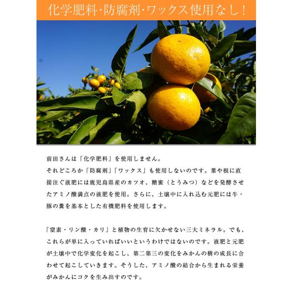 【訳あり品】長崎県産 雲仙うららかファーム 前田さんのさせぼ温州みかん 約3kg 3S～Mサイズ込　産地箱 常温 送料無料06