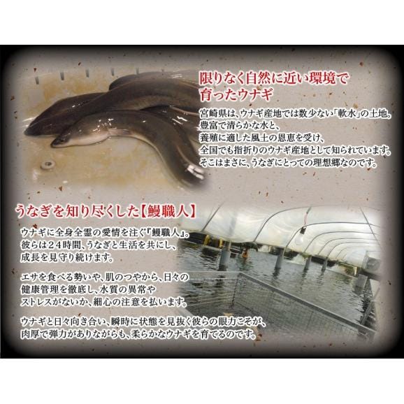 『炭火焼八本木うなぎ』宮崎県産 約70g×1P タレ・山椒1P付き ※冷凍03