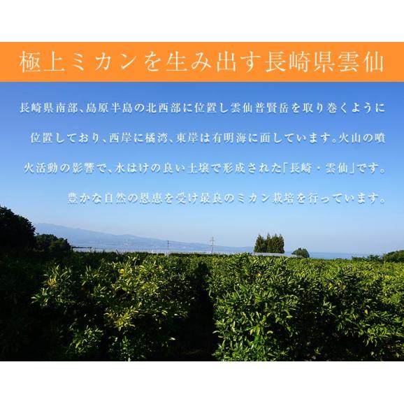 【正規品】長崎県産 雲仙うららかファーム 前田さんのさせぼ温州みかん 約3kg 2S～Mサイズ込　産地箱 常温 送料無料03