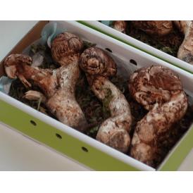 カード・又は代引限定【すだち付き】キズ品 まつたけ（松茸） 北海道・長野県・岩手県産 300g（目安：3～8本） ※冷蔵 送料無料