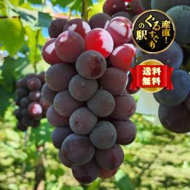 都農町の太陽が育てた甘い大粒