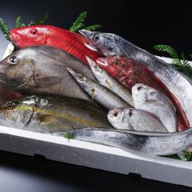 《ボリューム重視！》季節のおまかせ鮮魚セット（3～5種）≪三枚おろし無し≫（カネナカ水産）