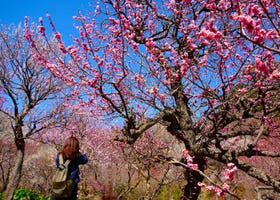 10 Places to See Plum Blossoms in Tokyo and Beyond (& When to See Them in 2025)