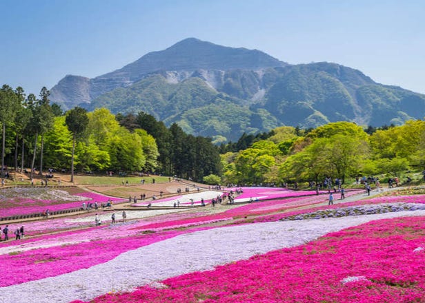 Hitsujiyama Park Shibazakura (Chichibu): Enjoy a Gorgeous Sea of Pink Blooms This Spring