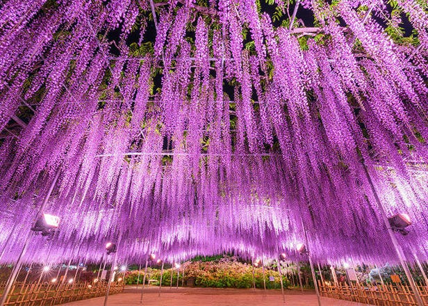 Inside Ashikaga Flower Park's Dreamy Wisteria Festival 2025 (Access & Best Time to Visit)