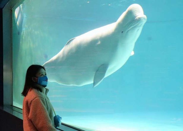 東京出發方便的「鴨川海洋世界」遊園指南＆推薦看點！官方住宿飯店也是必check
