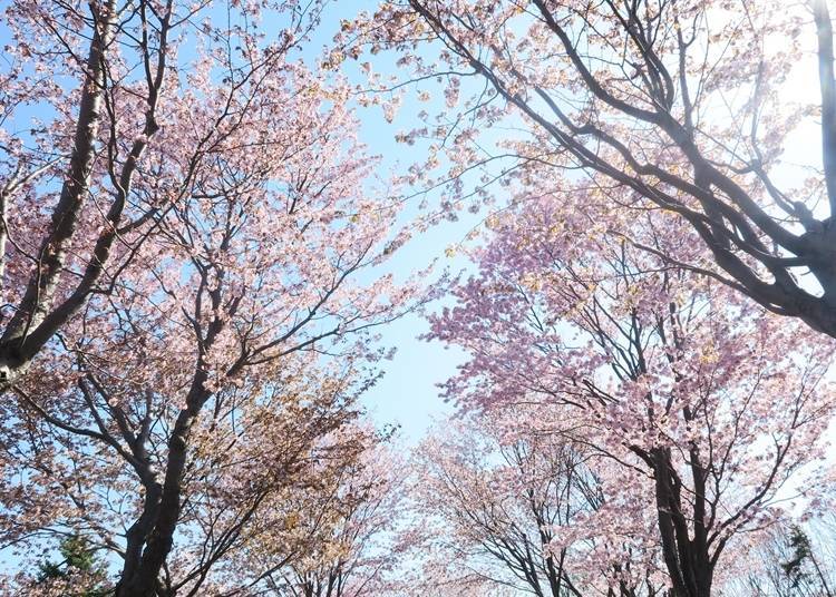 Image courtesy of Moerenuma Park