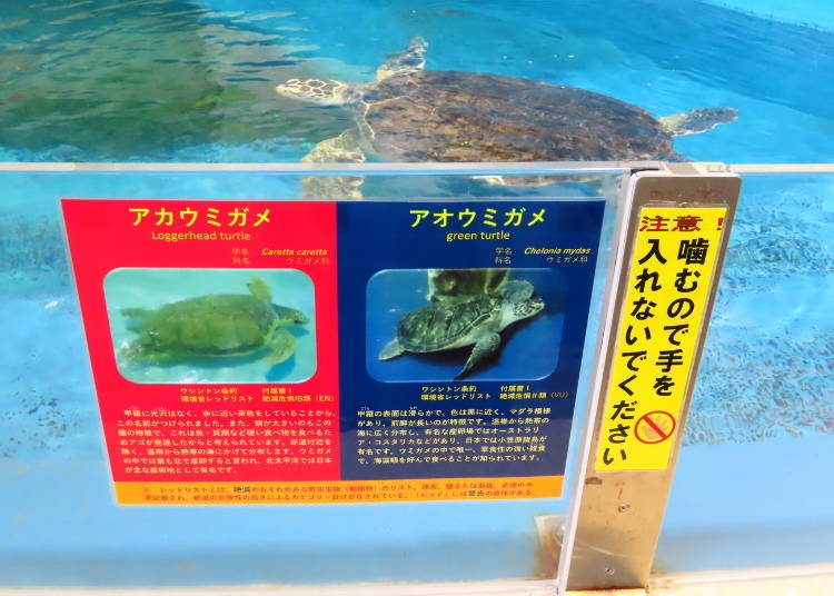 噛みつくことがあるので、手は入れないように注意