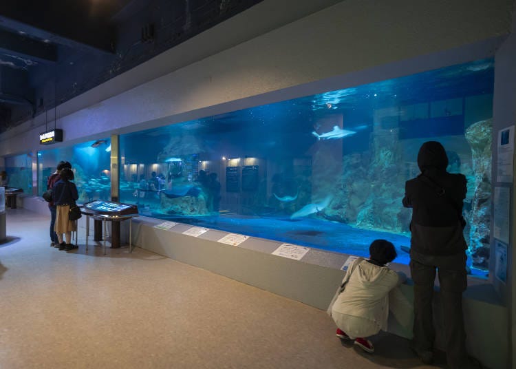 おたる水族館最大の水槽!「パノラマ水槽」