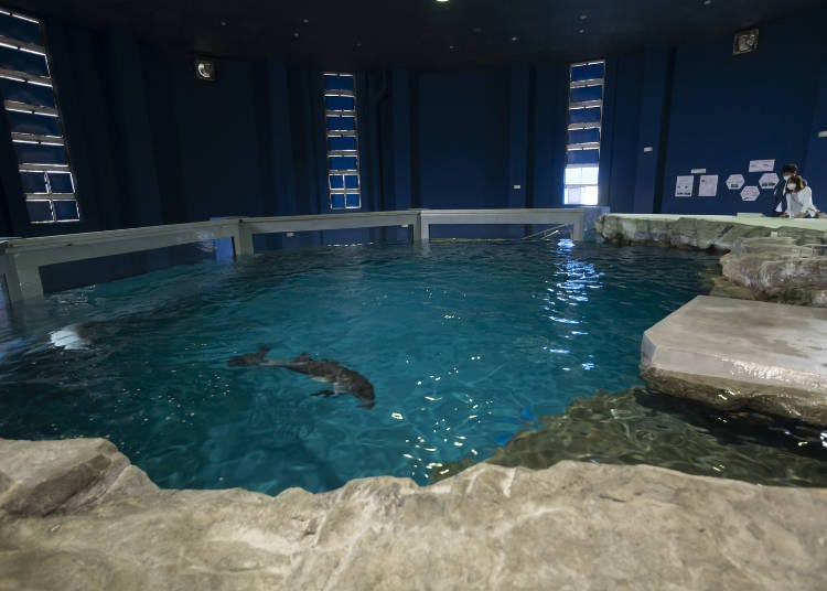 ネズミイルカが泳ぐ「ほのぼのプール」